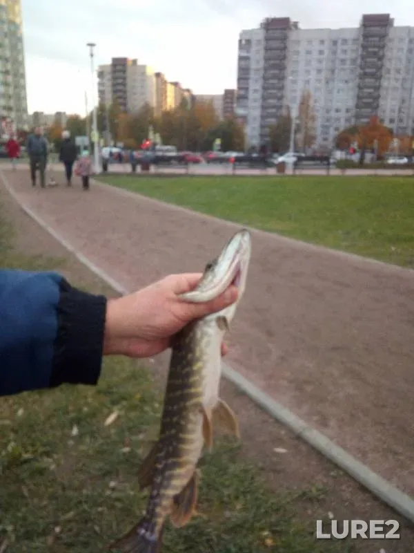 Щука