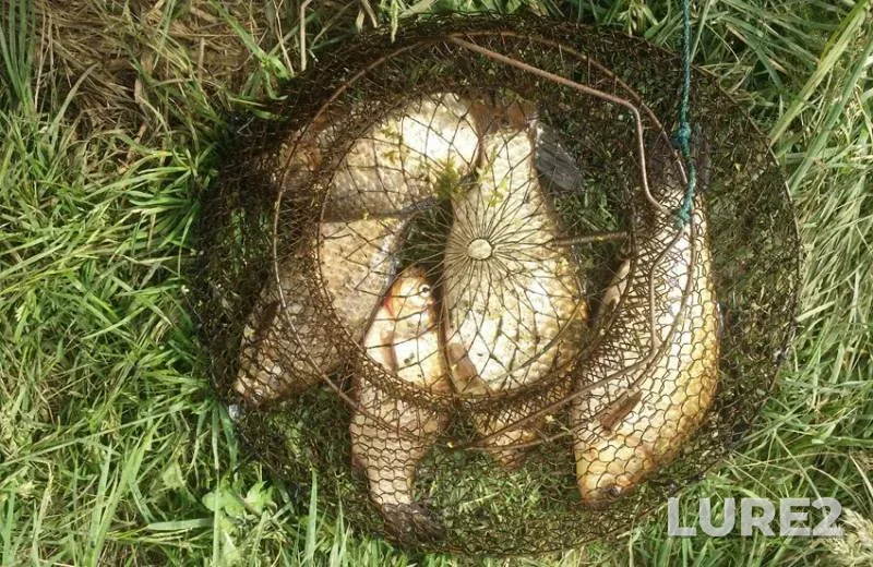 Карась