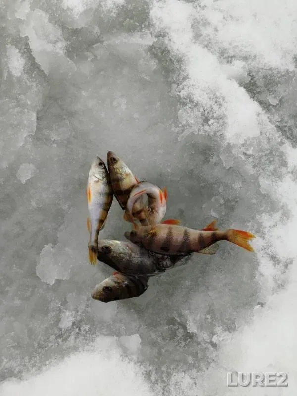 Окунь