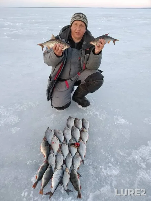 Окунь, Плотва