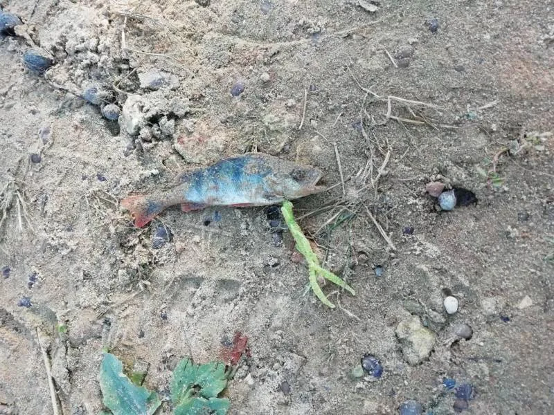 Окунь
