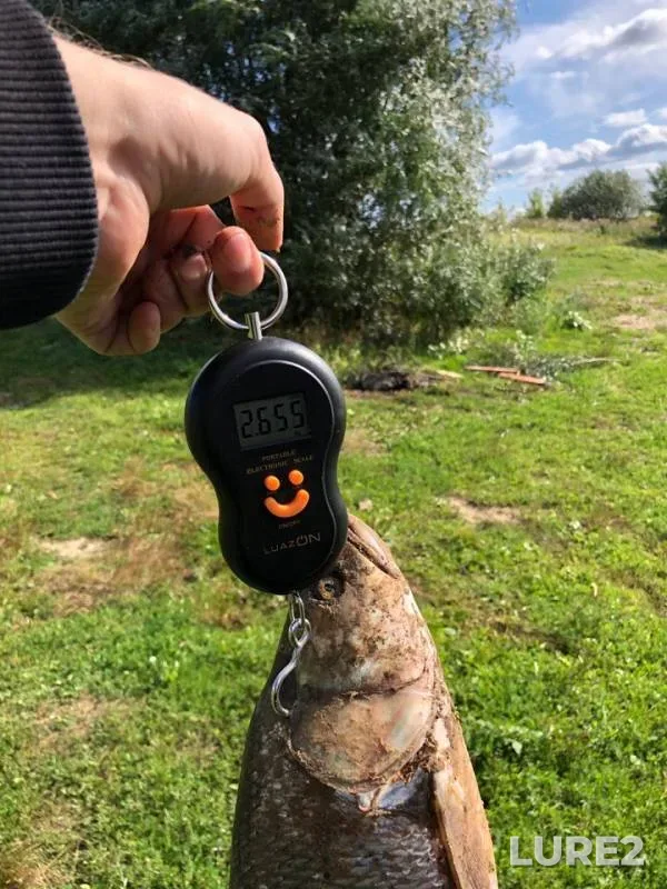 Жерех — Ока, 12 авг. 2019 г.