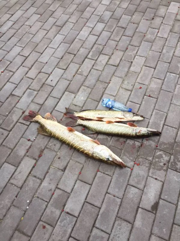 Щука