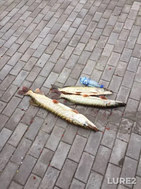 Щука — Ока, 29 сент. 2019 г.