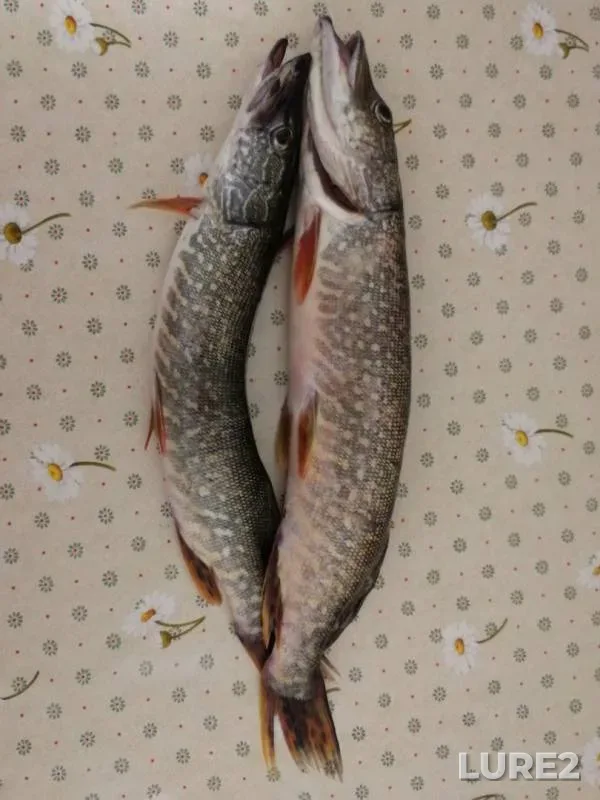 Щука — Шало, 23 июн. 2019 г.