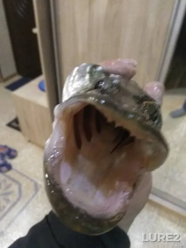 Щука