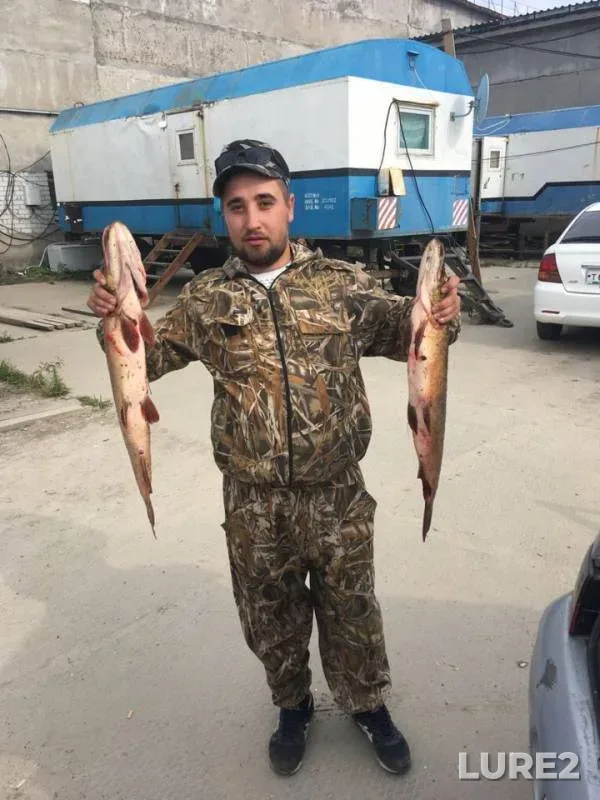 Щука — Тюменская область, Уватский район, 08 сент. 2018 г.