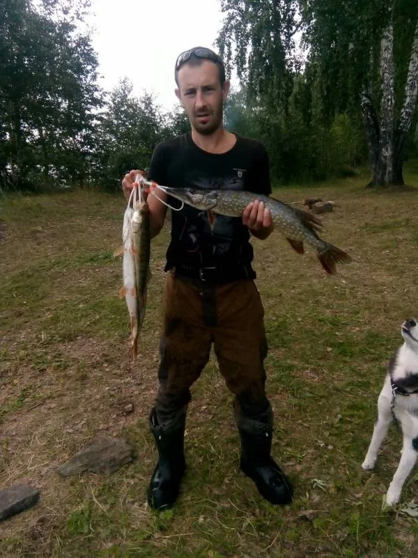 Окунь, Щука
