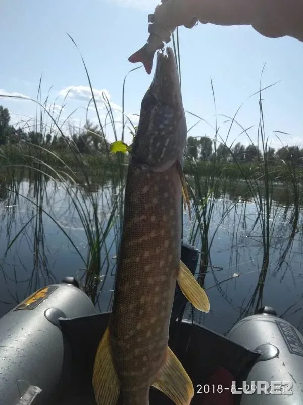 Щука — Сумка, 29 авг. 2018 г.