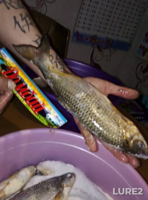 Лещ, Язь