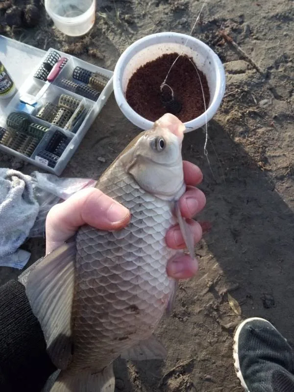 Карась, Окунь