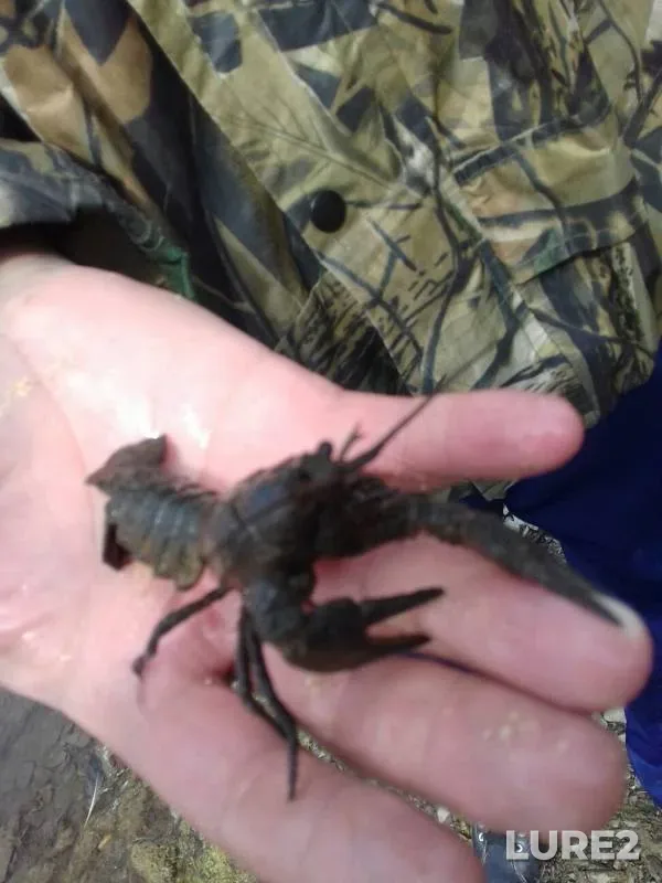Окунь — Челябинская область, Уйский район, 28 июн. 2019 г.