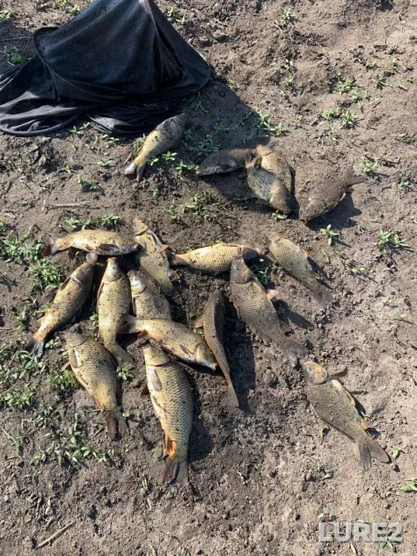 Карп — Курдюм, 09 мая 2019 г.