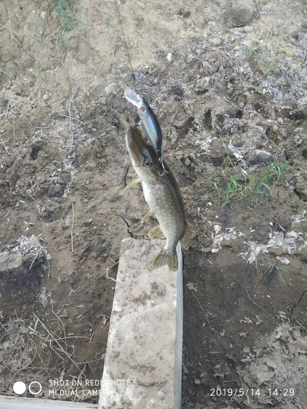 Щука