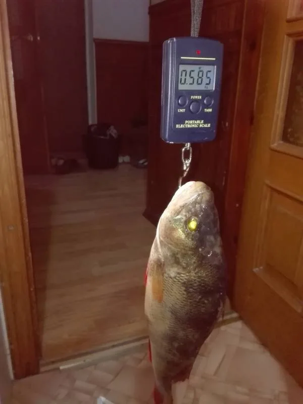 Жерех, Окунь