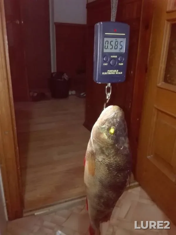 Жерех, Окунь — Саратовская область, 21 июл. 2019 г.
