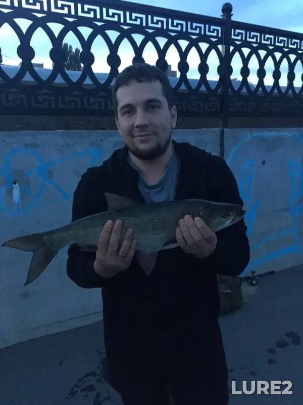 Жерех — Саратовская область, 08 авг. 2019 г.