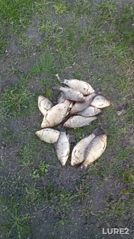 Карась — Липецкая область, 21 апр. 2019 г.