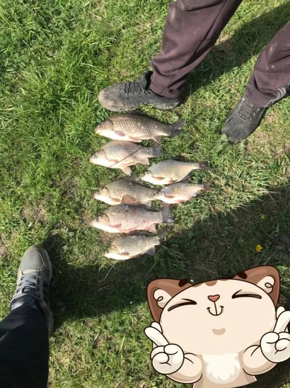 Карась, Густера