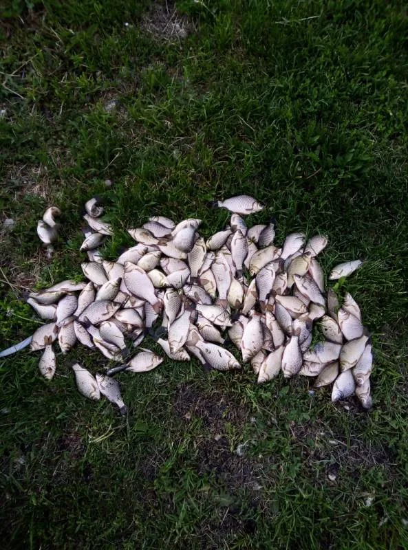 Карась
