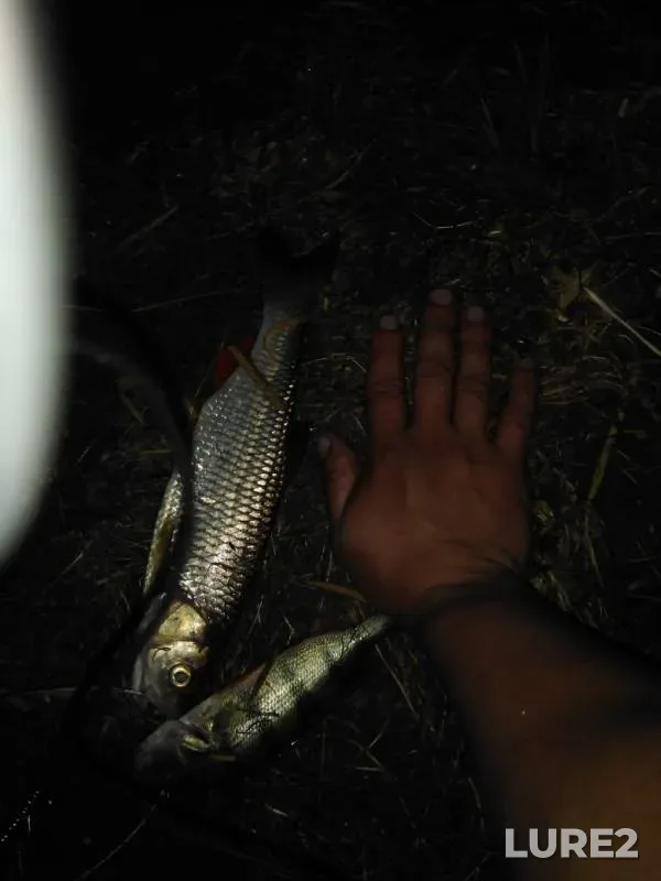 Голавль, Окунь — Быстрая Сосна, 23 июн. 2019 г.