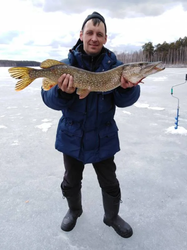 Щука
