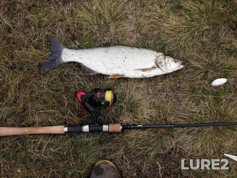 Жерех — Воронеж, 04 окт. 2019 г.