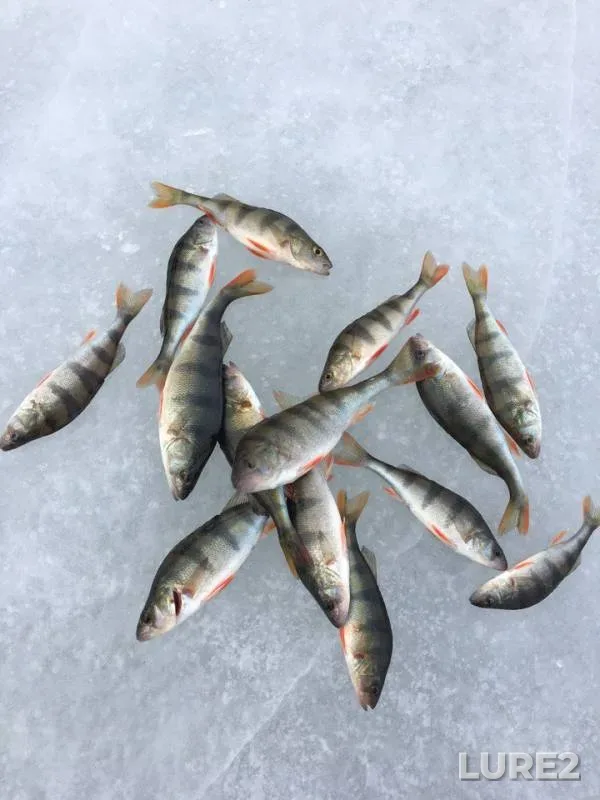 Окунь — Липовское, 18 мар. 2018 г.