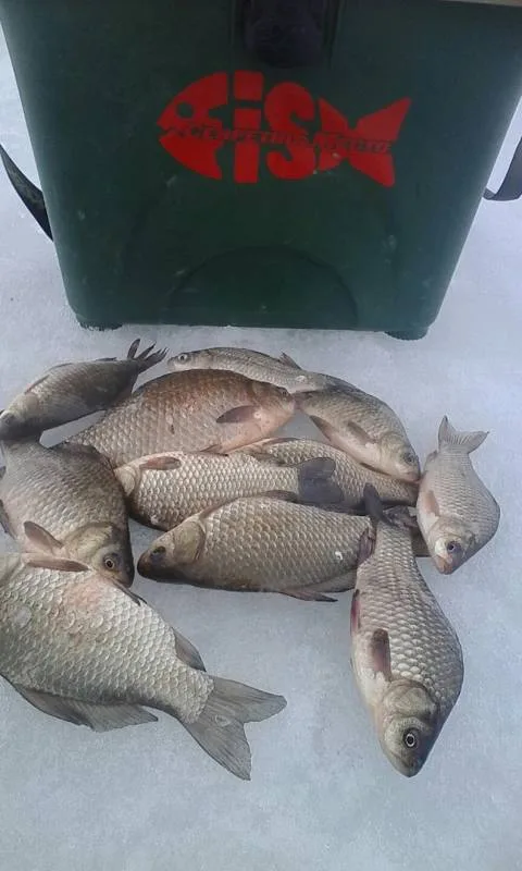 Карась