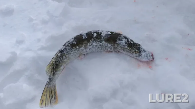 Щука — Миасский городской, 17 мар. 2019 г.