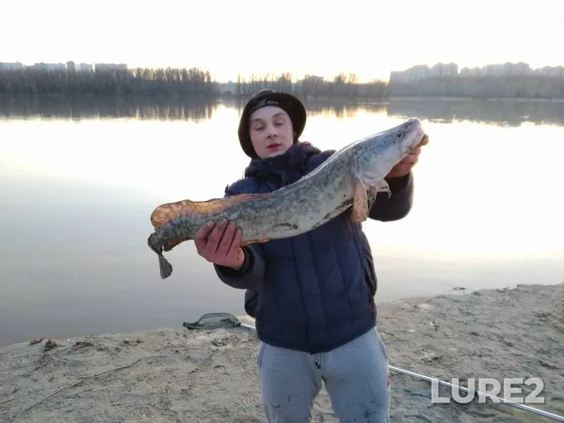 Налим — Иртыш, 30 апр. 2019 г.