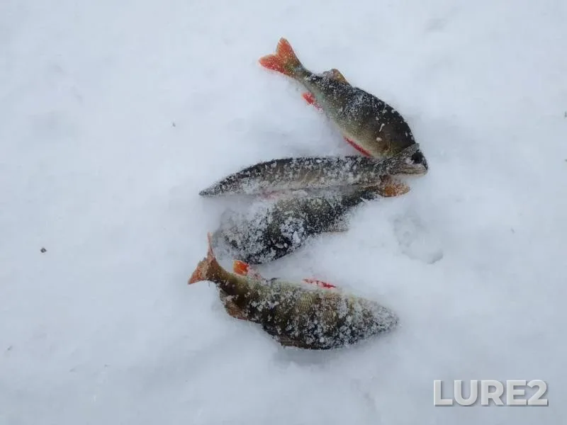Окунь, Щука — Миасский городской, 20 янв. 2019 г.