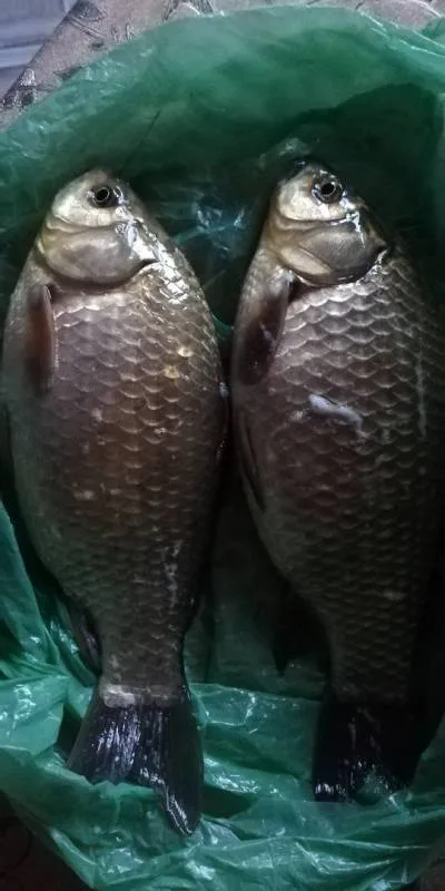 Карась
