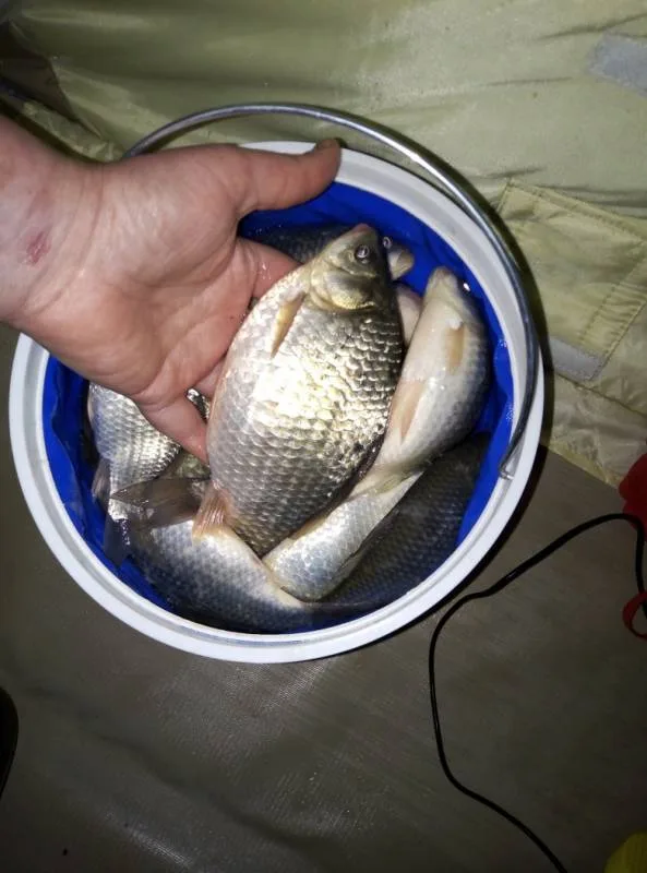 Карась