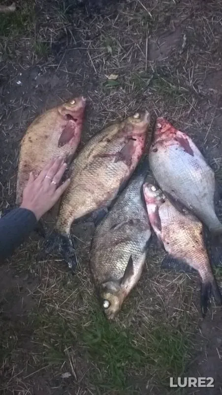 Лещ — Волга, 23 июн. 2019 г.