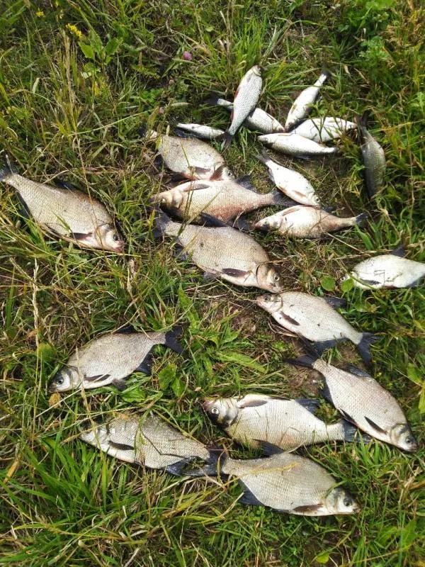 Лещ