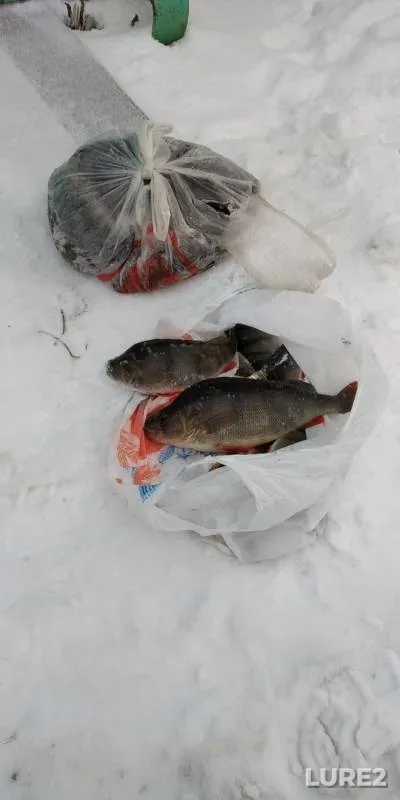 Налим, Окунь — Волга, 31 дек. 2018 г.