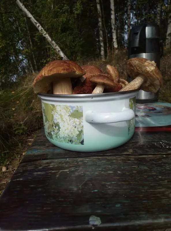 Сом, Щука