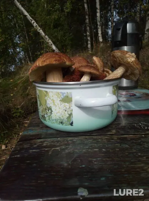 Сом, Щука