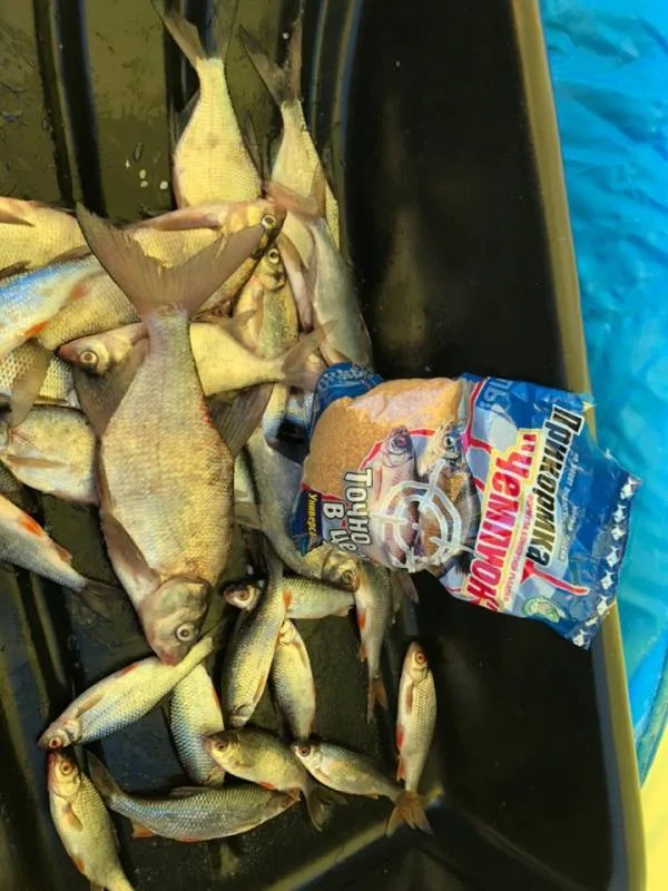 Лещ, Плотва