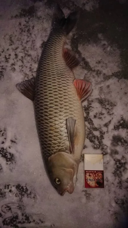 Голавль