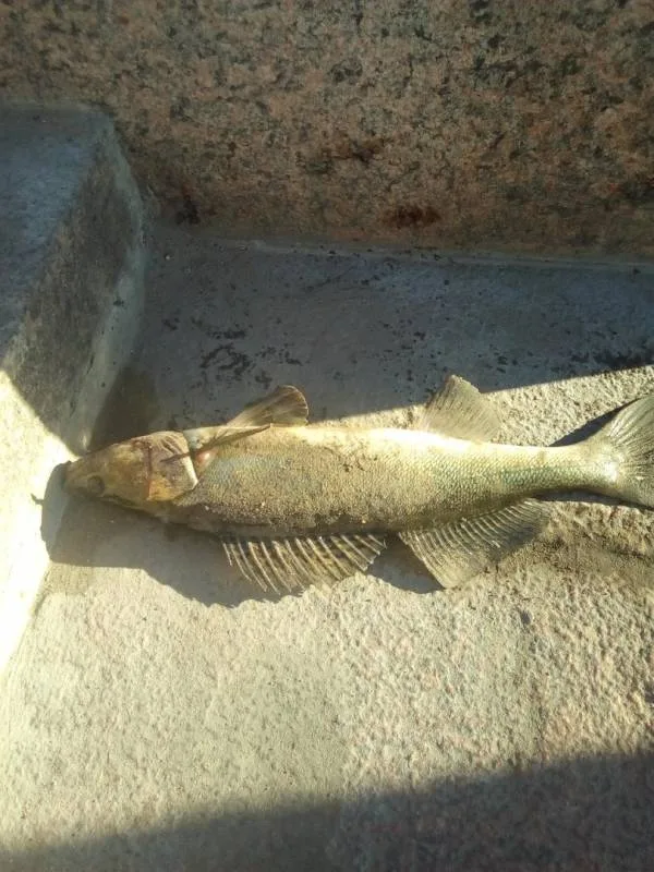 Судак