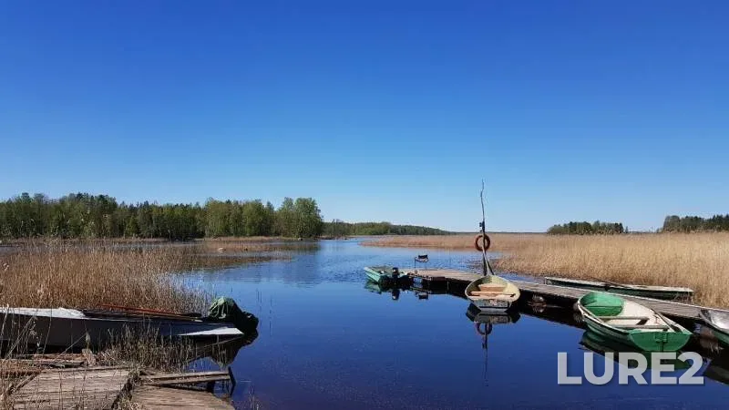 Щука
