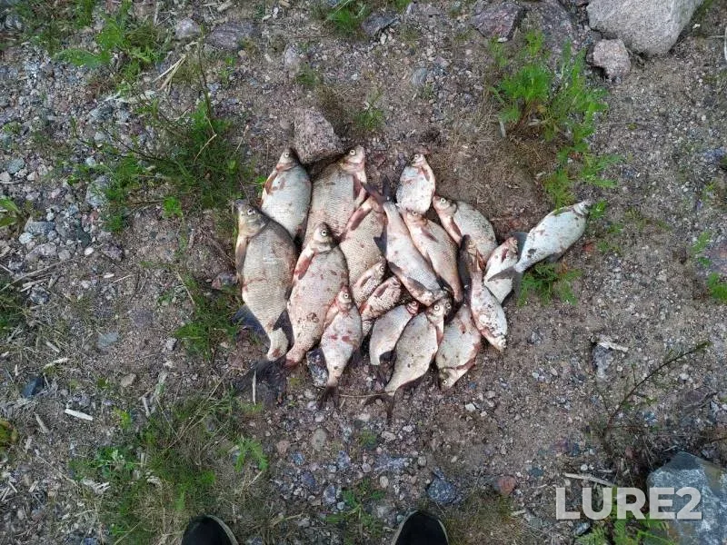 Лещ — Ленинградская область, 16 июн. 2019 г.