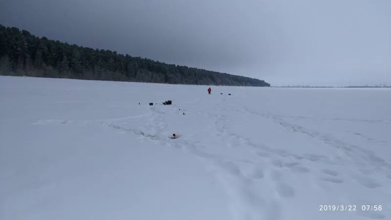 Щука