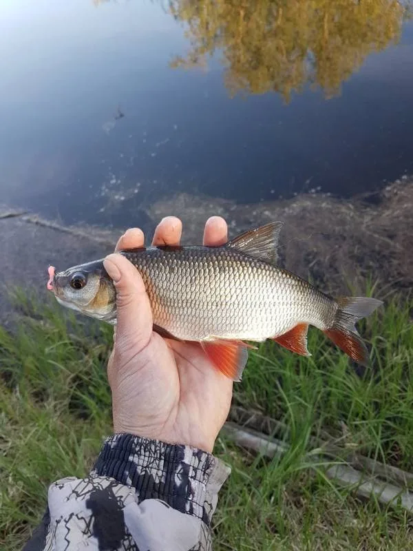 Язь, Окунь