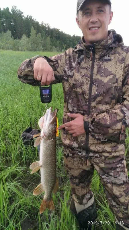 Щука