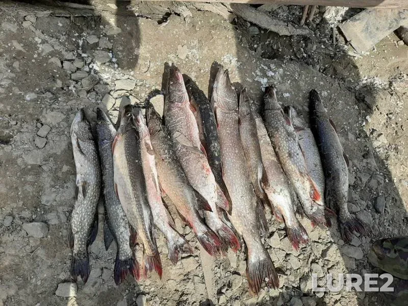 Щука — Юганская Обь, 08 сент. 2019 г.