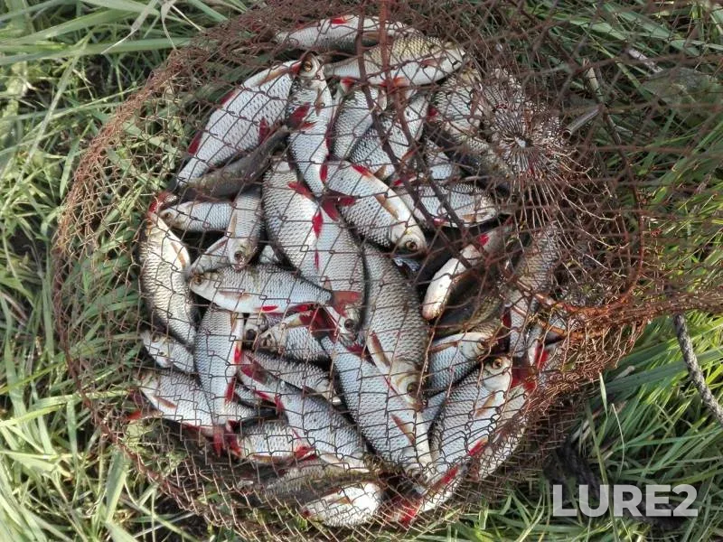 Плотва — Дніпропетровська область, 02 мая 2017 г.