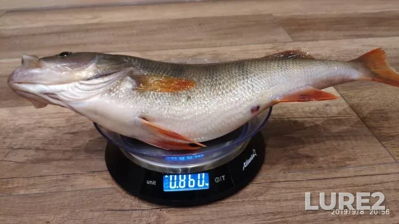 Окунь — Тундринская Курья, 08 сент. 2019 г.
